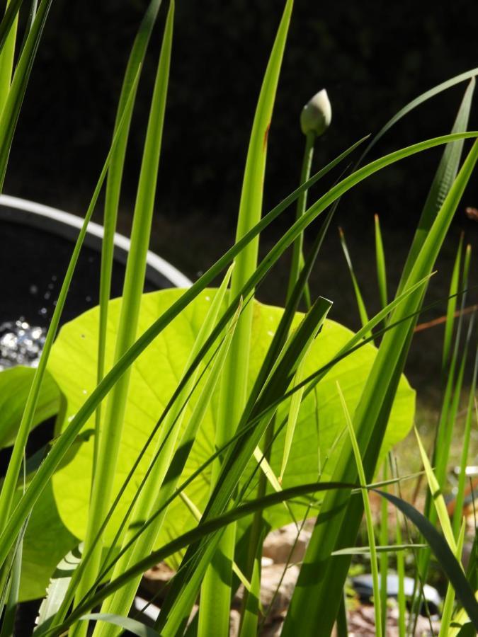La Suite Melusine - Spa Du Souffle Du Saule Buhl-Lorraine エクステリア 写真
